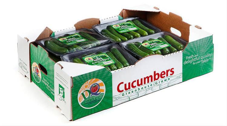 کارتن خیار جعبه خیار خیار گلخانه ای